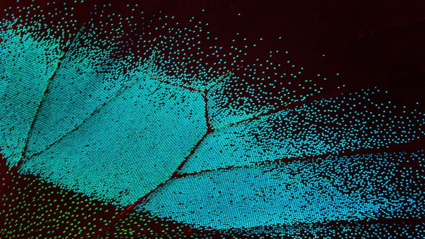 Detailed view of a butterfly wing illustrating the nuanced differences between regional dialects in software localization