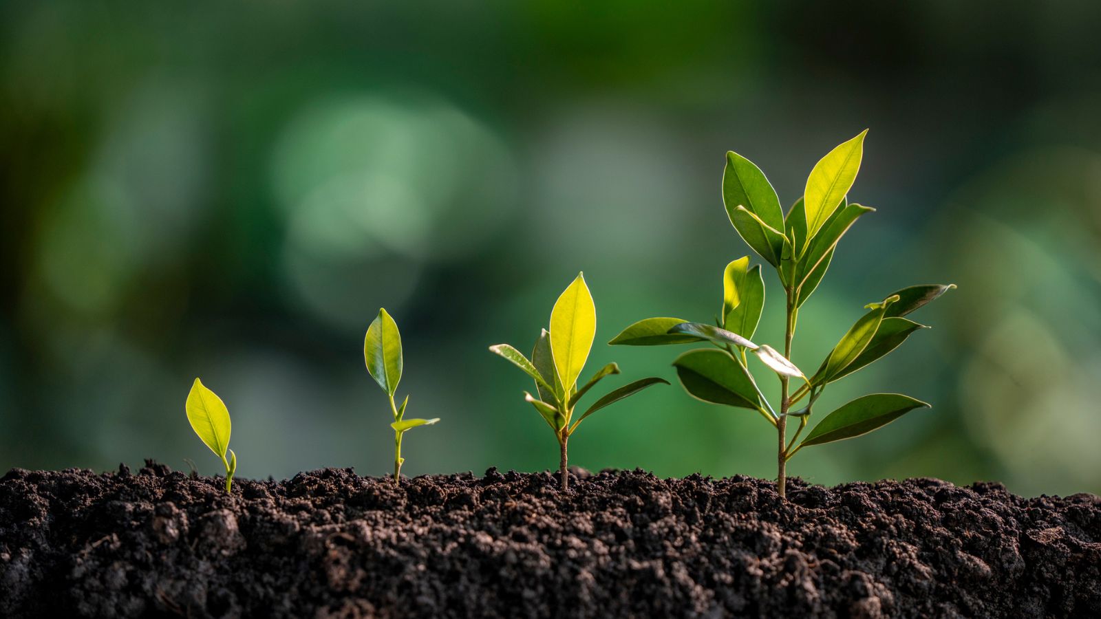 A sequence showing stages of plant growth from seedling to mature shoot, representing the maturity shift of the localization team toward strategic advisory work